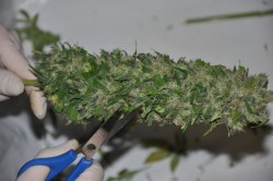 Wet trimming is considered easier and quicker, although it can negatively affect taste and aroma