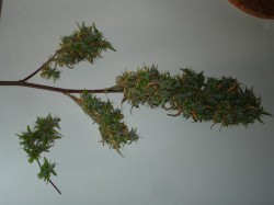 Dry trimming allows for better retention of flavour and aroma